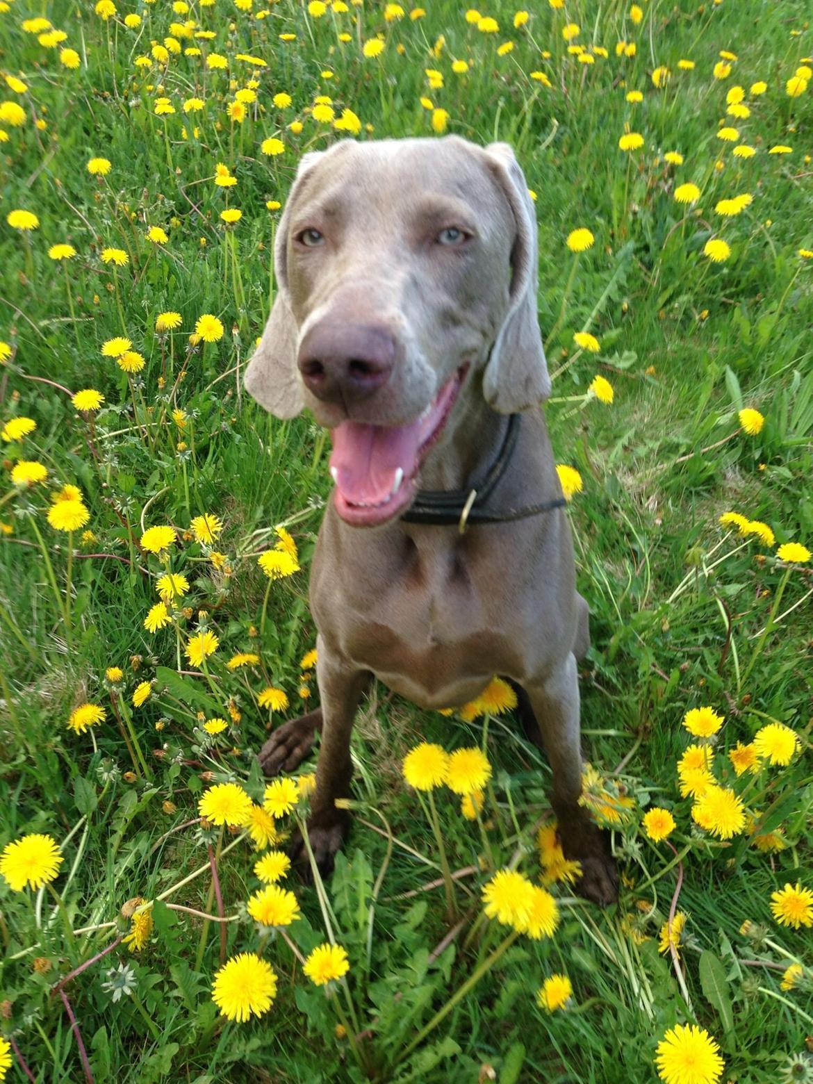 Weimaraner Aura billede 29