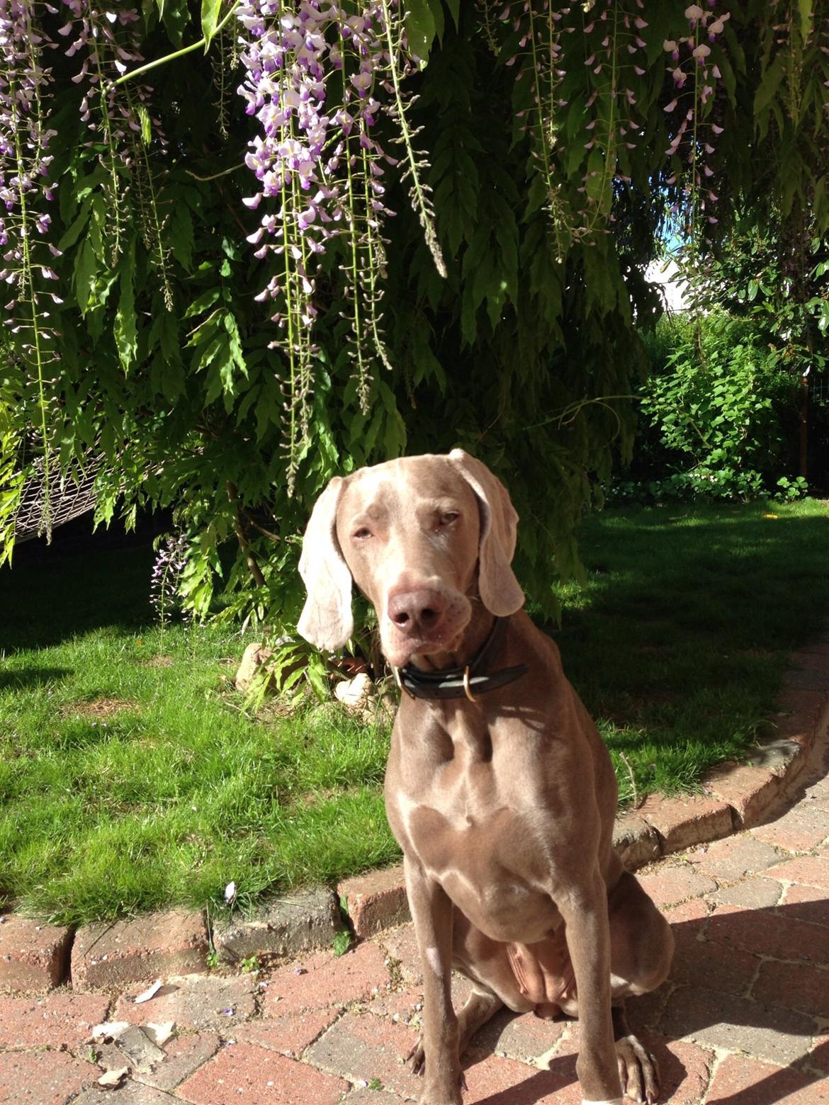 Weimaraner Aura billede 30