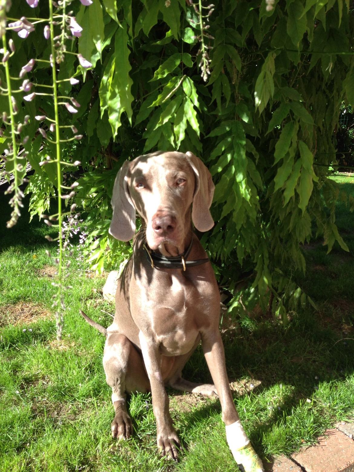 Weimaraner Aura billede 31