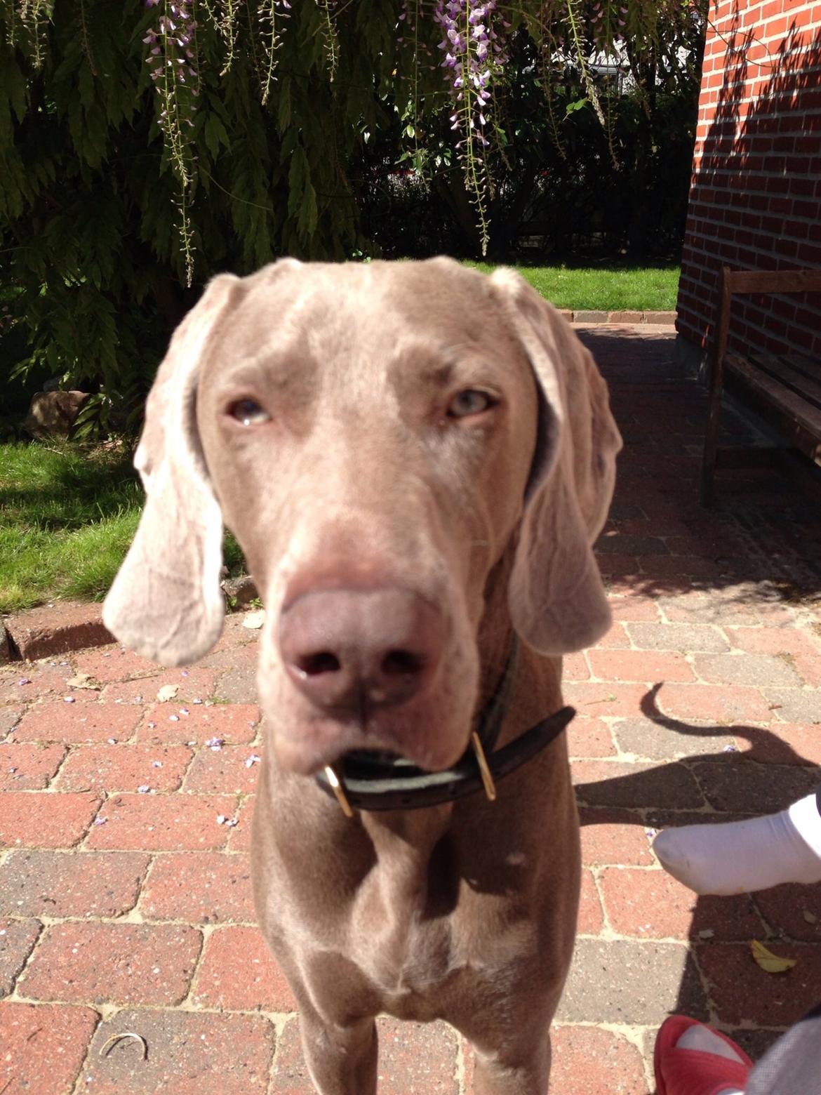 Weimaraner Aura billede 32