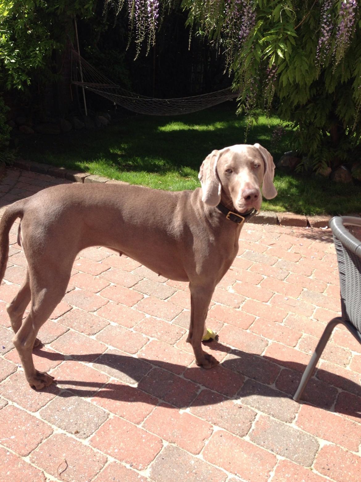 Weimaraner Aura billede 33