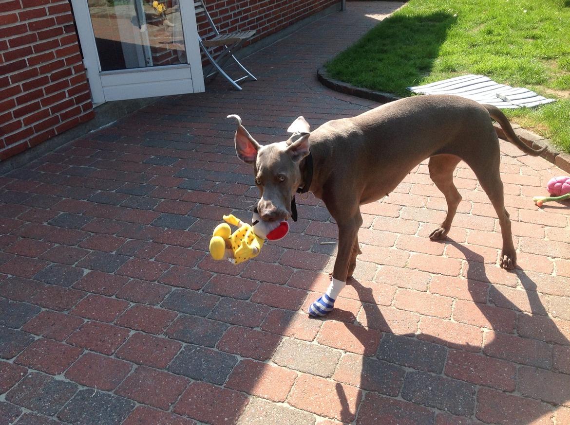 Weimaraner Aura billede 34
