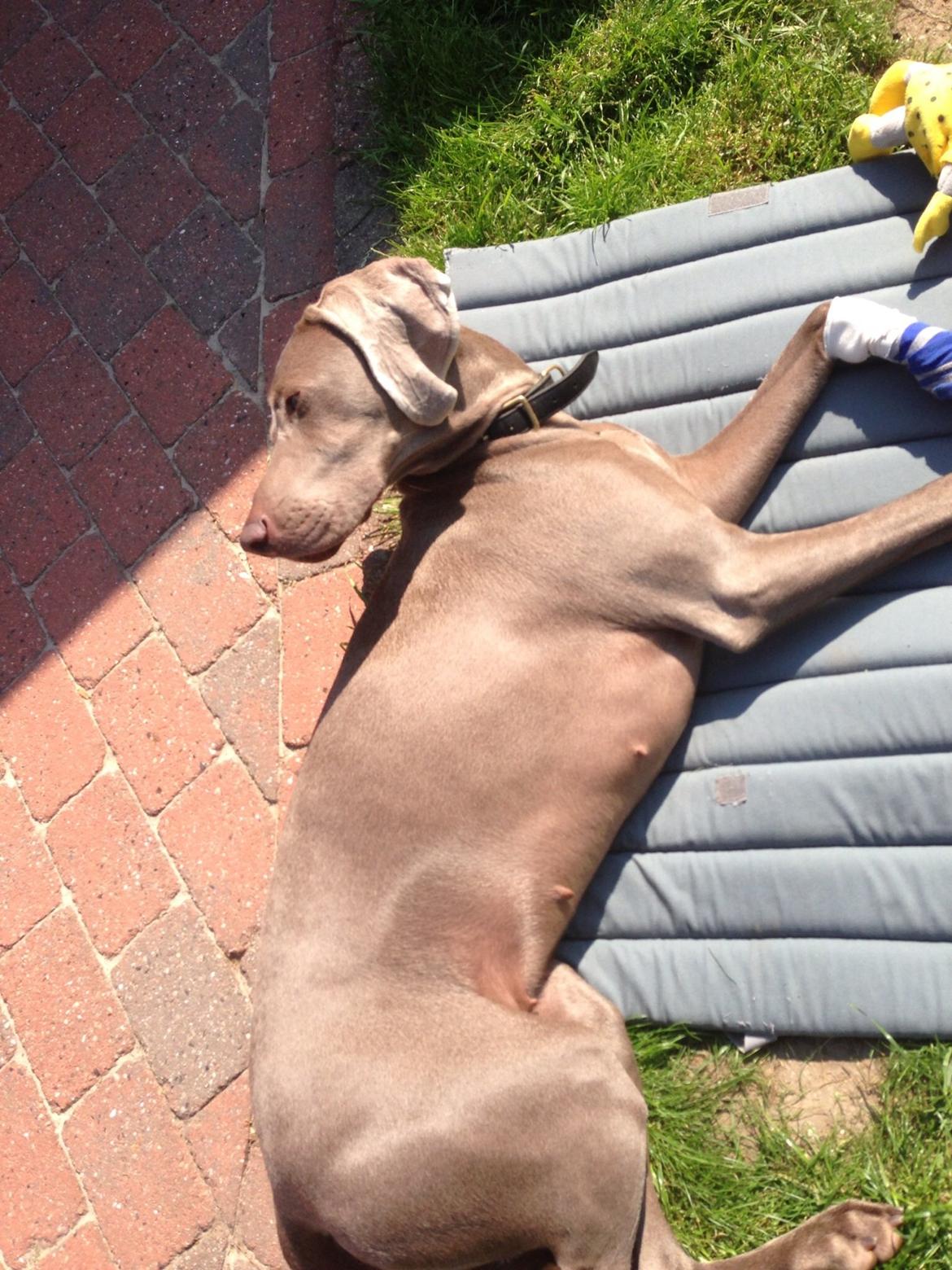 Weimaraner Aura billede 35