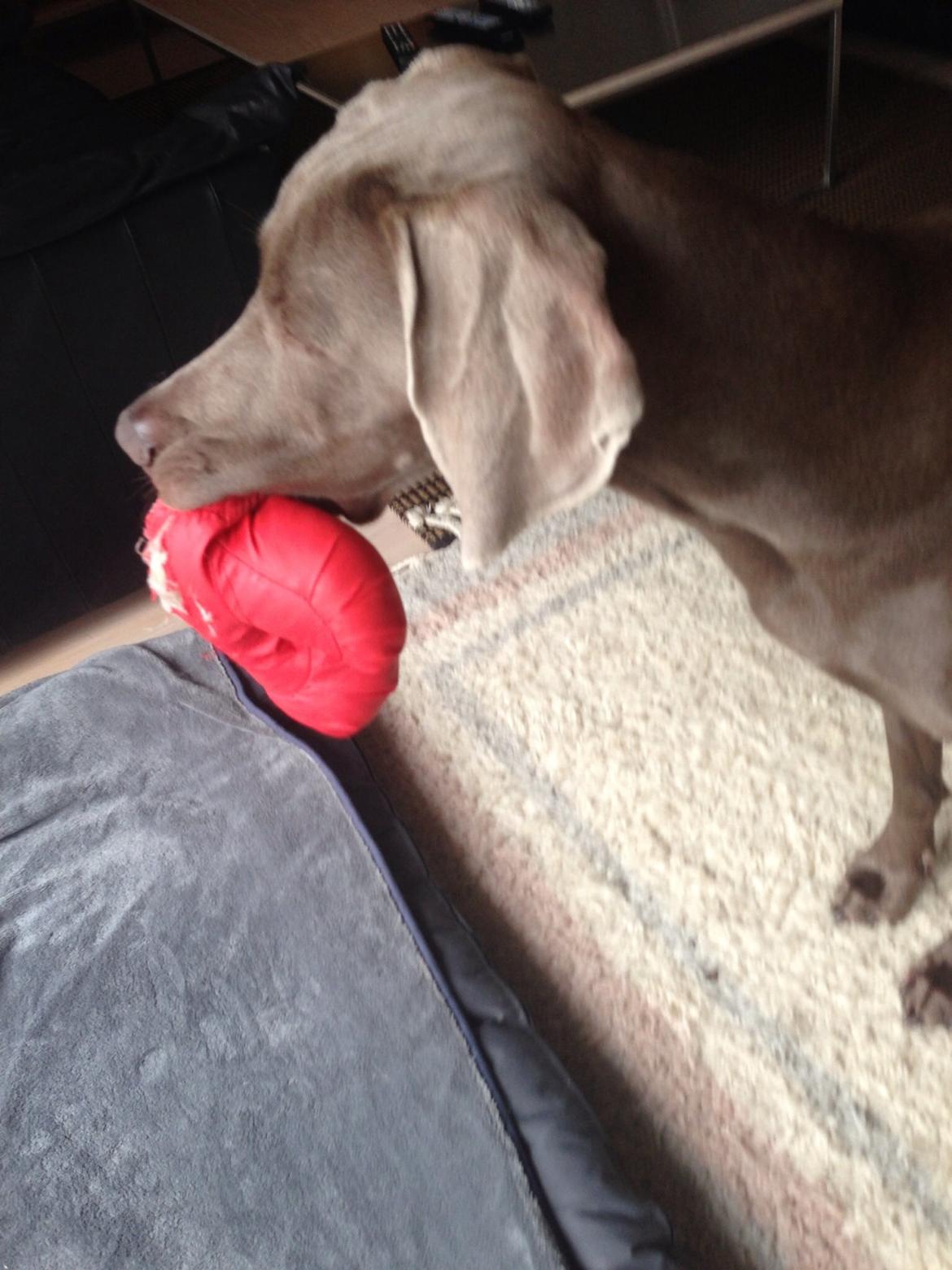 Weimaraner Aura billede 36