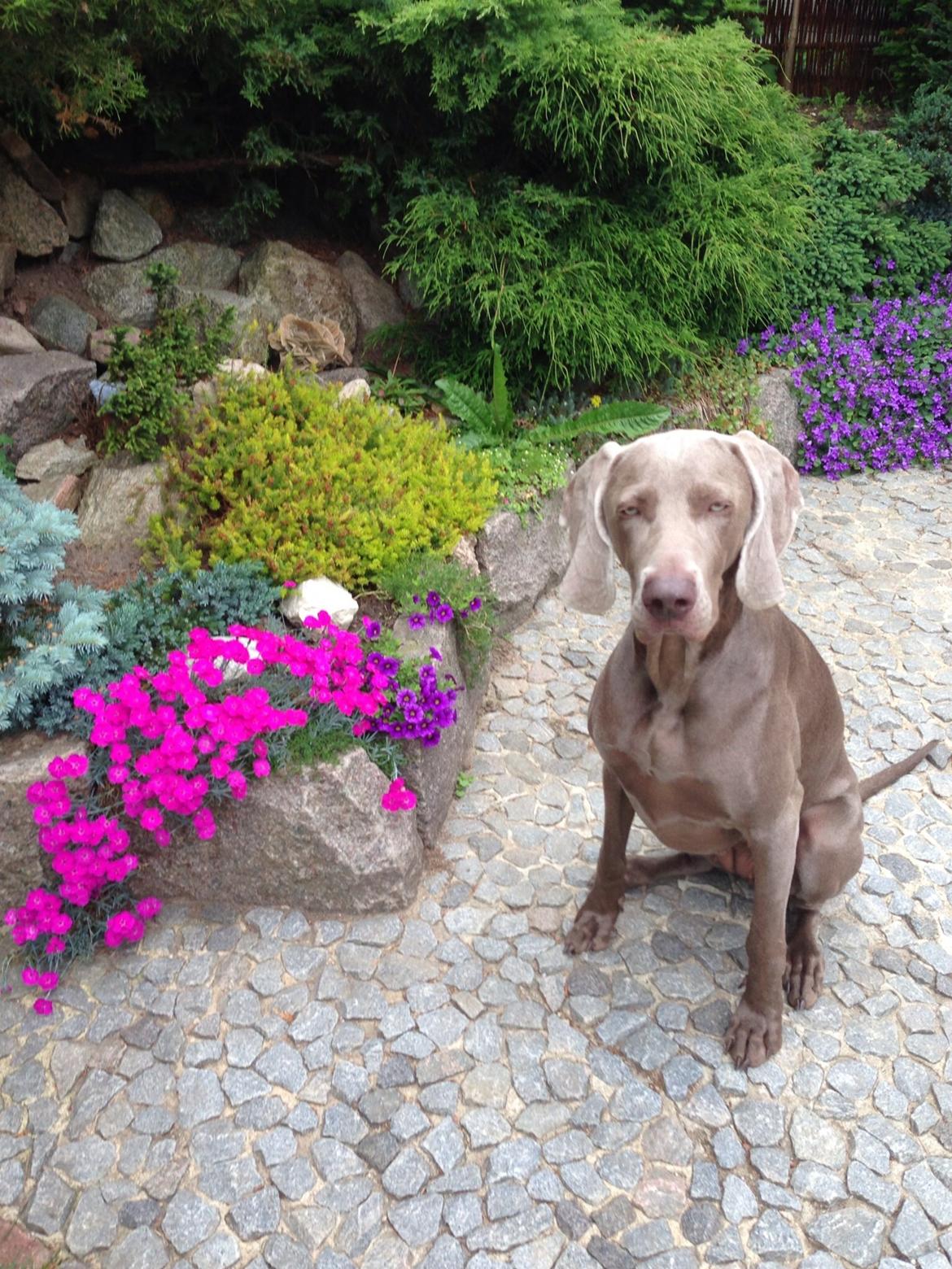 Weimaraner Aura billede 37
