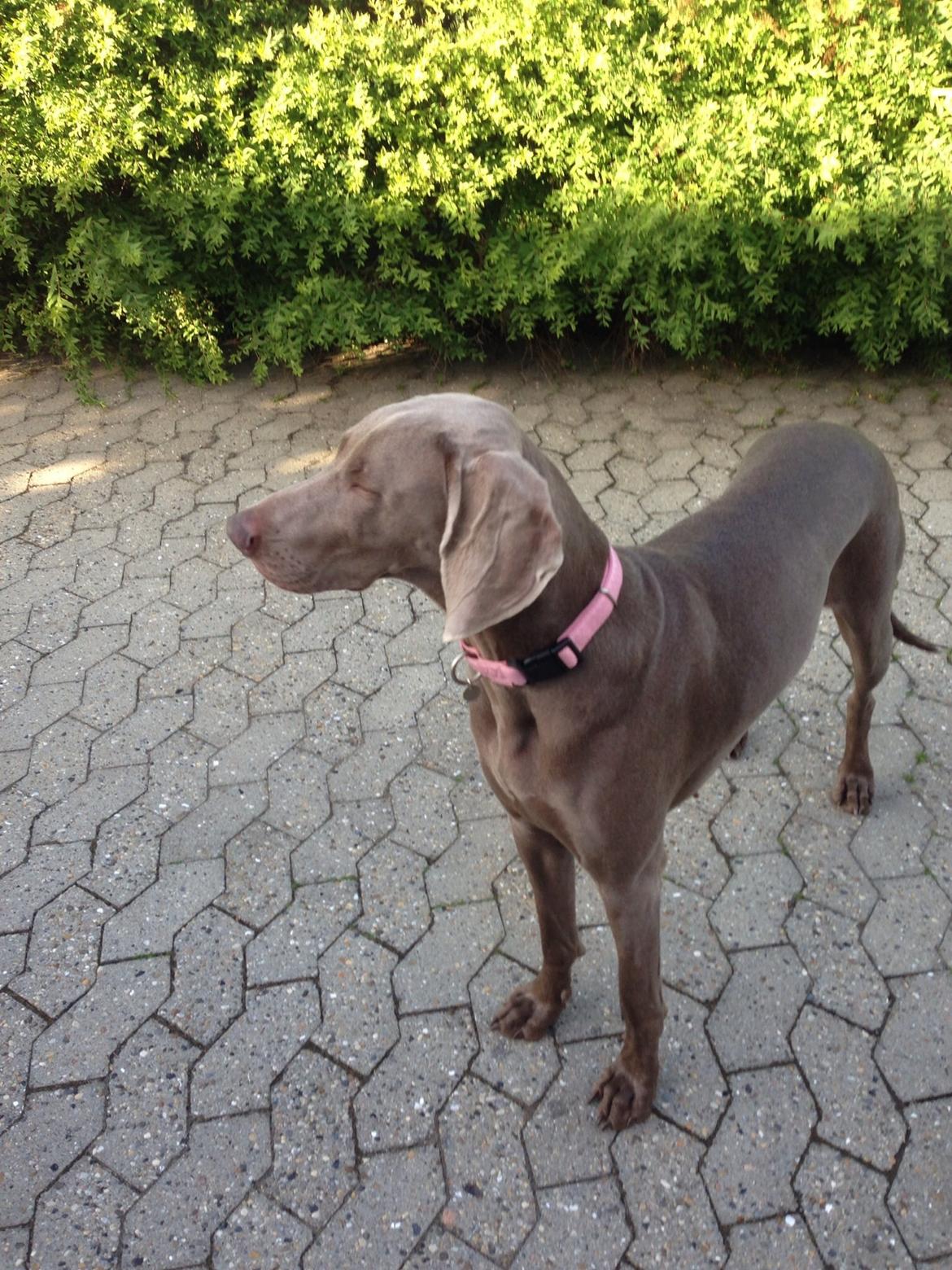 Weimaraner Aura billede 38
