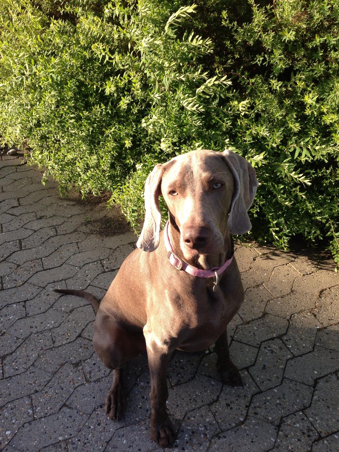 Weimaraner Aura billede 39