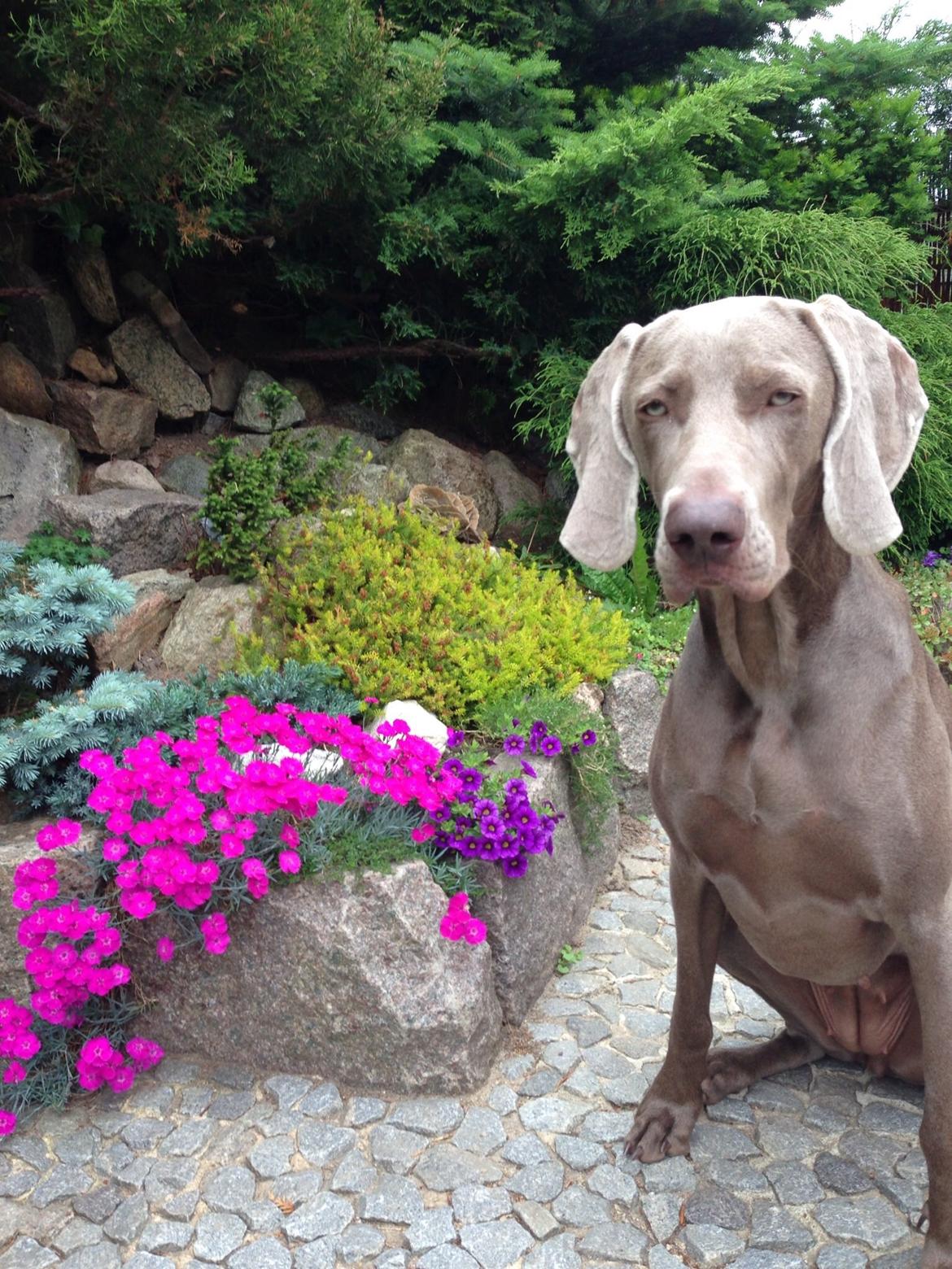 Weimaraner Aura billede 40
