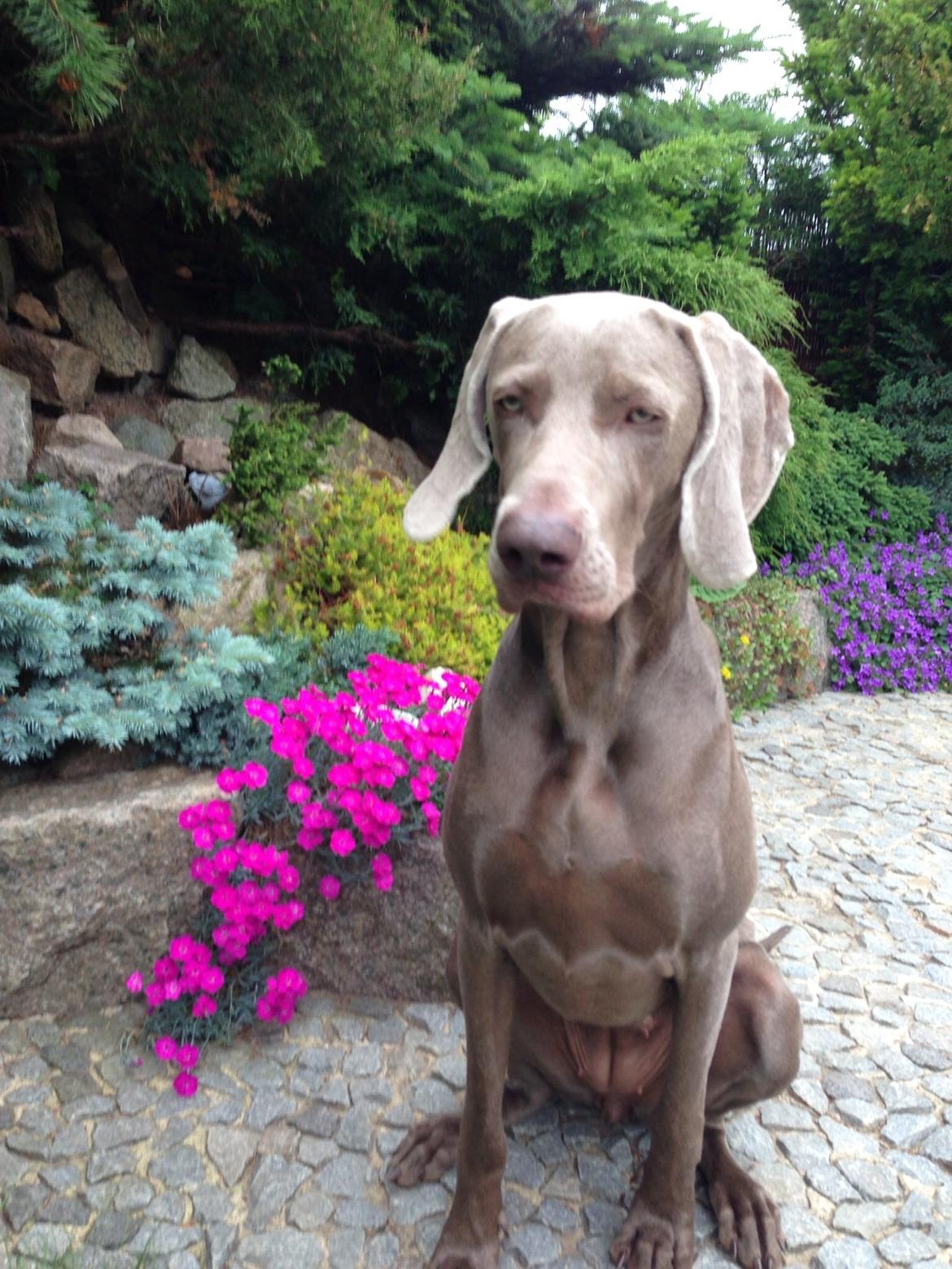 Weimaraner Aura billede 41