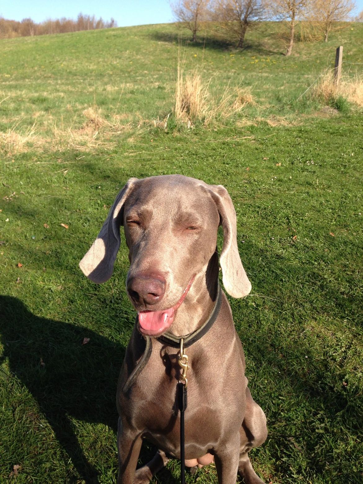 Weimaraner Aura billede 42