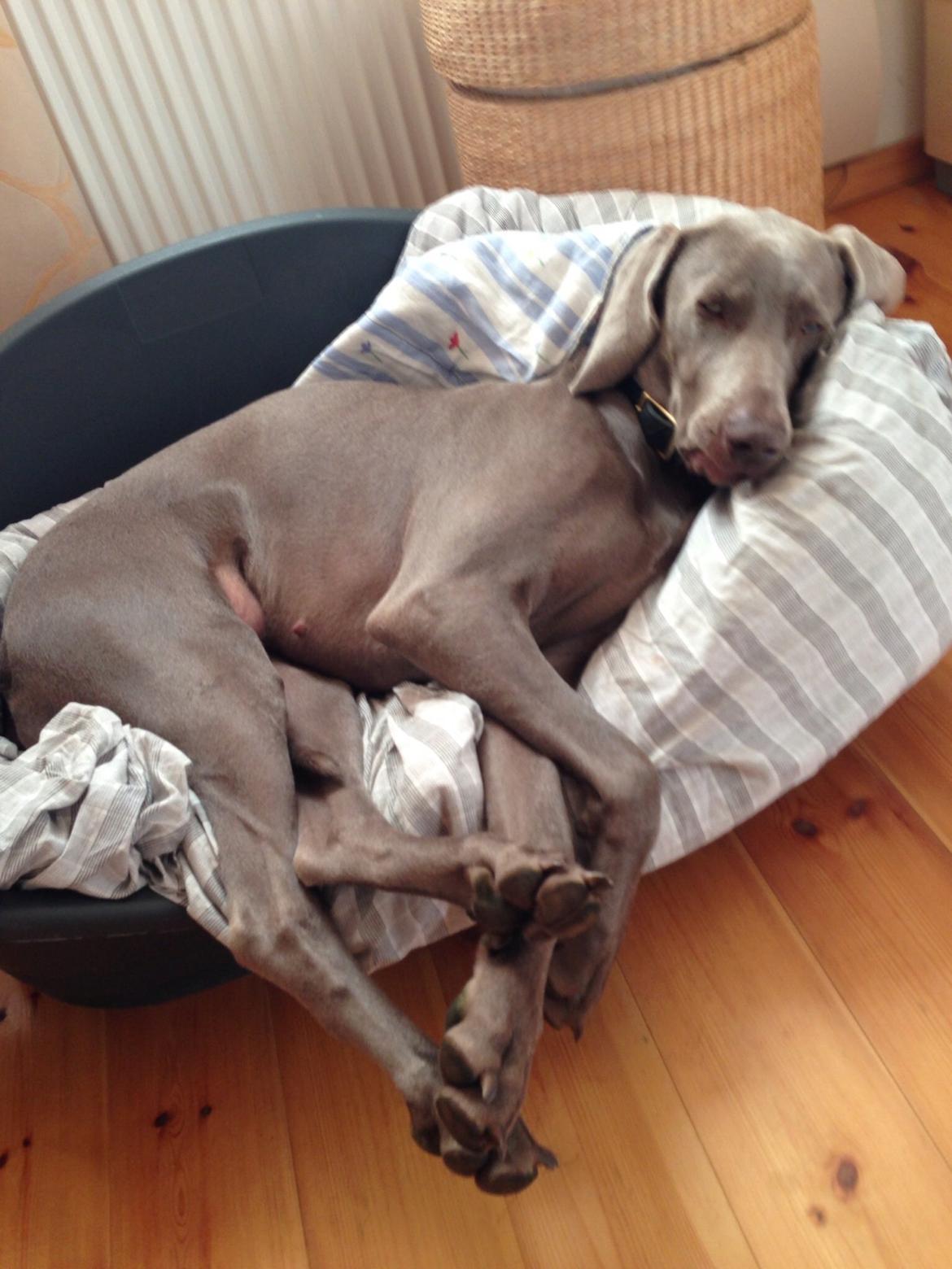 Weimaraner Aura billede 43