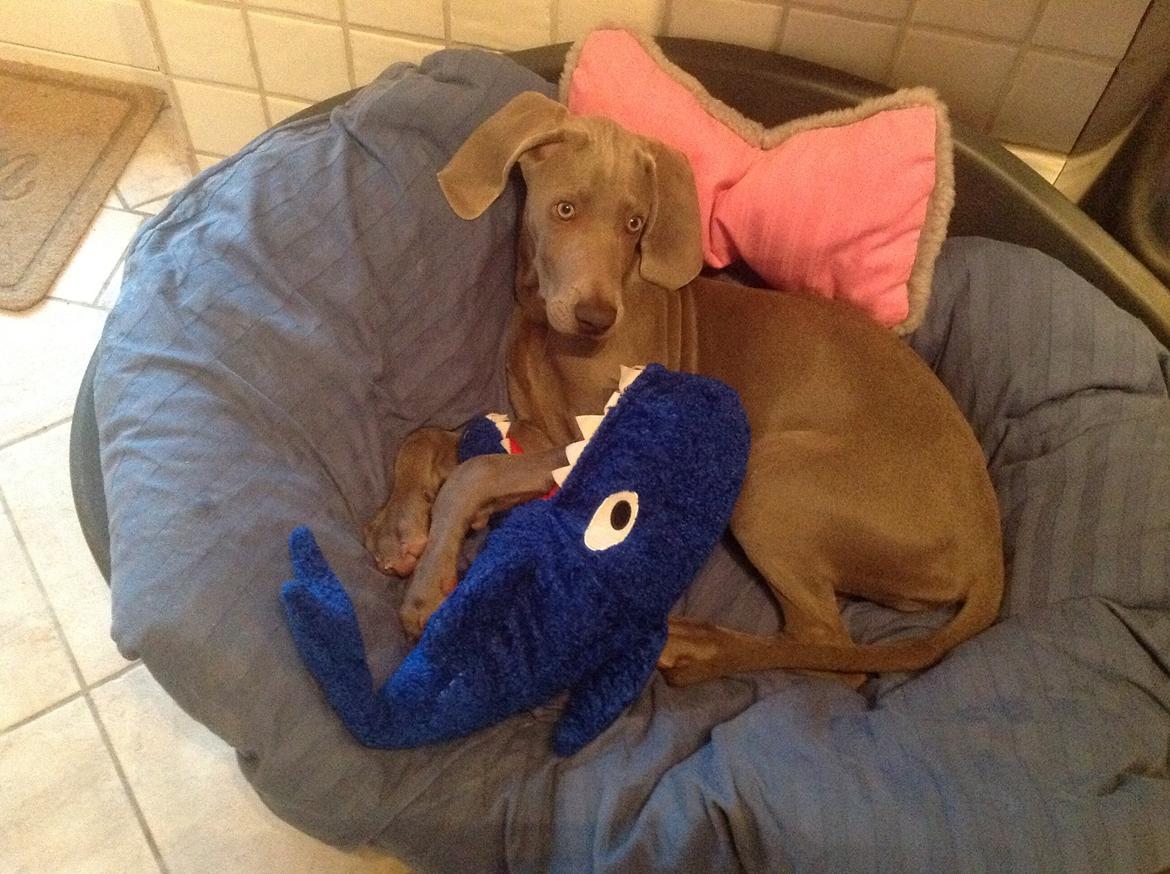 Weimaraner Aura billede 44