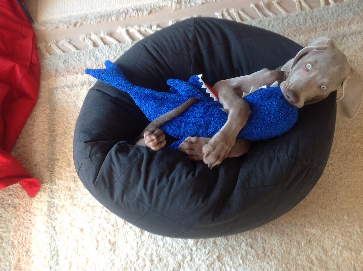 Weimaraner Aura billede 45