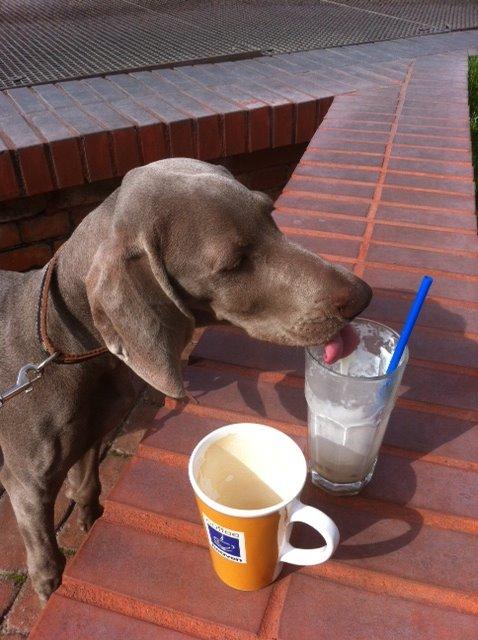 Weimaraner Aura billede 49