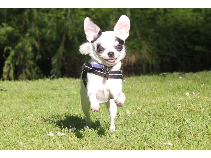 Chihuahua Miszja - Miszja 30 Maj 2014 <3 billede 1