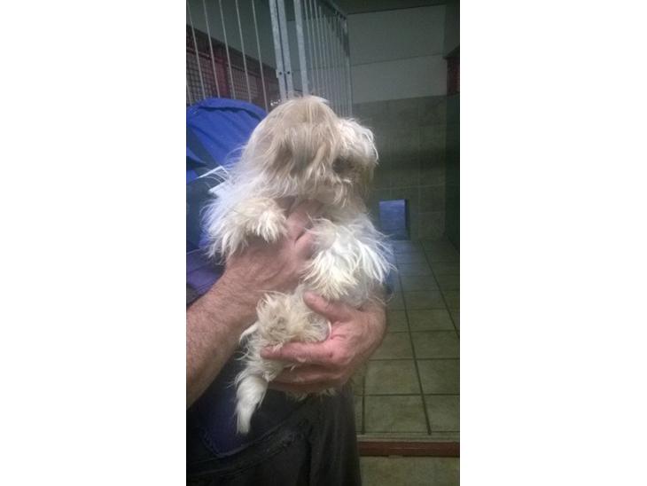 Shih tzu Alma - Alma 1/6-14 dagen før vi købte hende billede 1