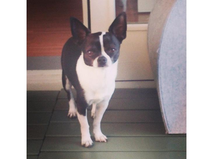 Chihuahua Kato (Min mors charmetrold) billede 1
