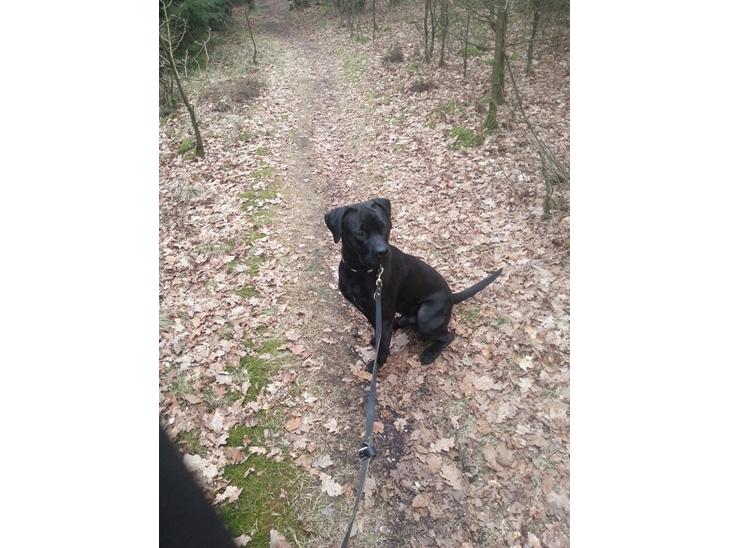 {{currentPhoto.altText}} billede {{currentPhoto.number}}