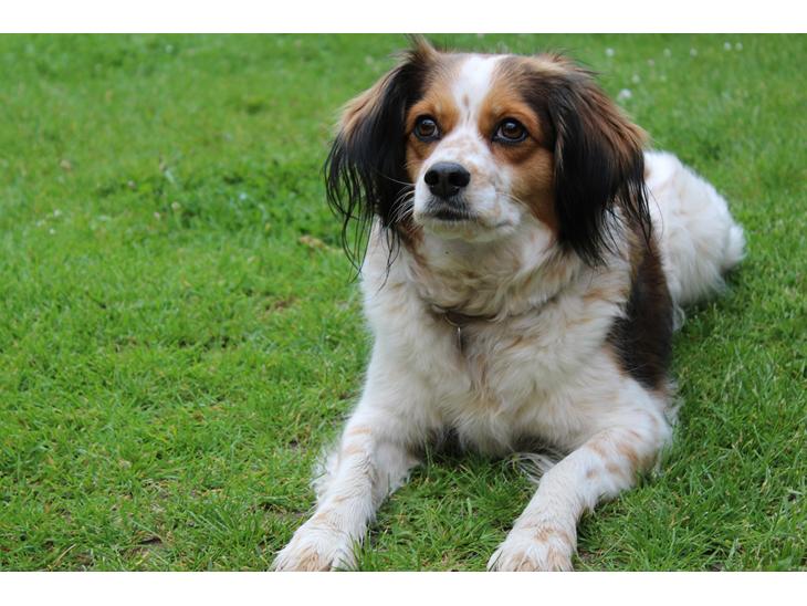 Blanding af racer Silja [Japansk cavalier] billede 1