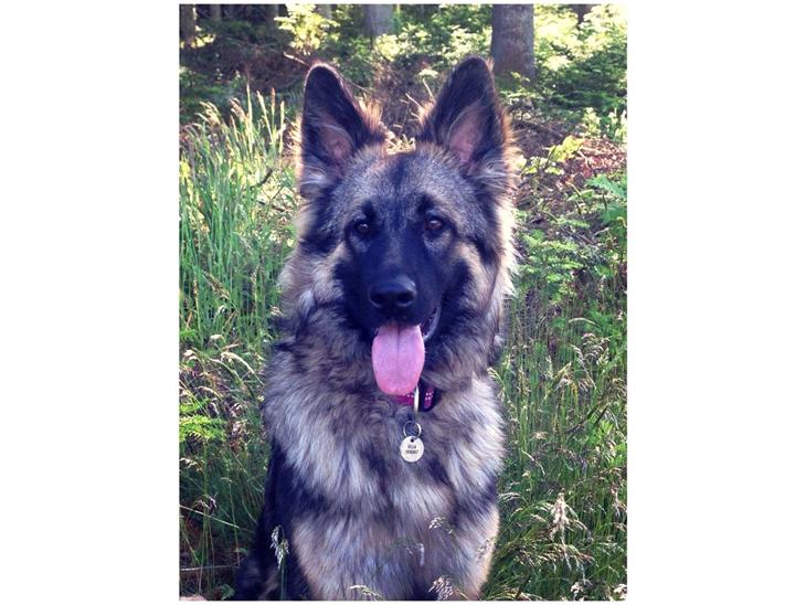 Schæferhund Bella billede 1