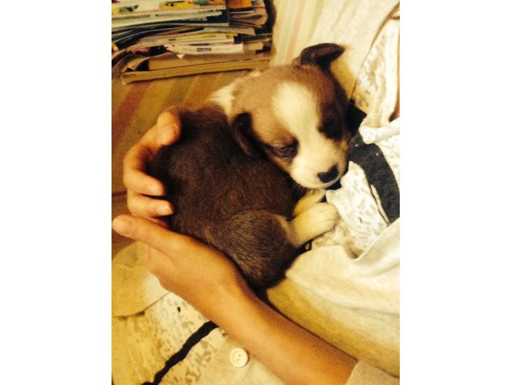 {{currentPhoto.altText}} billede {{currentPhoto.number}}