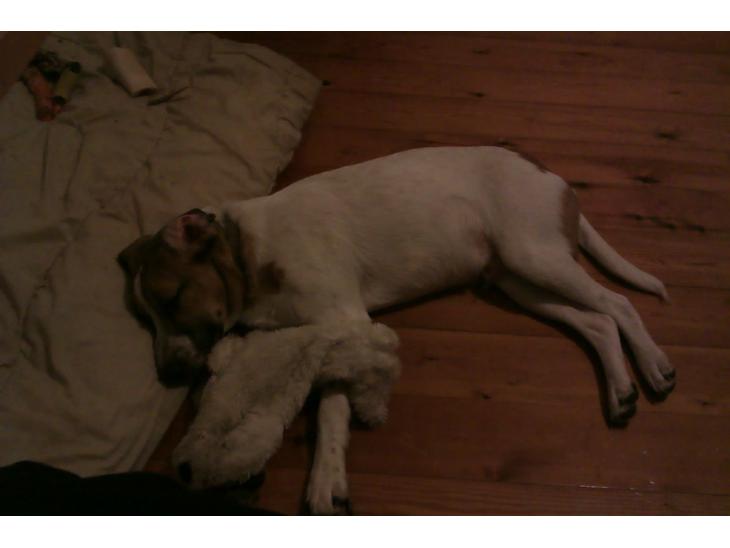 {{currentPhoto.altText}} billede {{currentPhoto.number}}