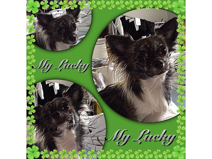 Chihuahua Lucky R.I.P - Velkommen til Lucky's profil billede 1