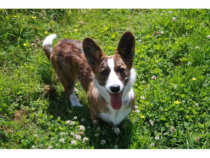 Welsh corgi cardigan Mille billede 1