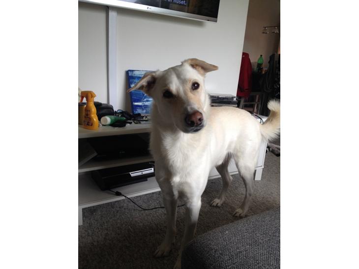 {{currentPhoto.altText}} billede {{currentPhoto.number}}