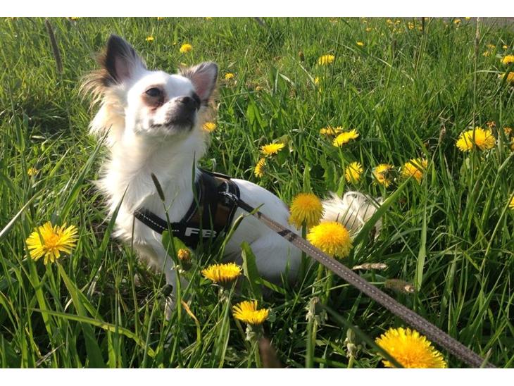 Chihuahua Milo - velkommen til min profil. billede 1