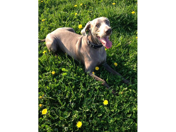 {{currentPhoto.altText}} billede {{currentPhoto.number}}