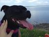 Staffordshire bull terrier Amy