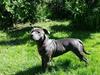 Staffordshire bull terrier Mumu