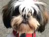 Shih tzu Laika