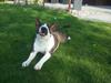 Bullterrier miniature Kenzo