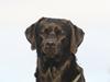 Labrador retriever Jajeem's Joey