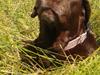 Labrador retriever Molly La Moulin <3 [ Himmelhund]