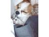 Chihuahua Diva ( R.I.P ) dødede 1,5 år