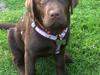 Labrador retriever Toffie