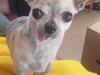 Chihuahua Pino R.I.P