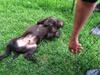 Labrador retriever Buller (den 6)