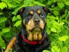 Rottweiler Mollie<3 |Molsen|<3 R.I.P Min trold..<3 [ Himmelhund]