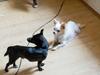 Chihuahua Zip [ Himmelhund]