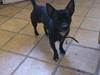 Chihuahua Tico [ Himmelhund]