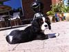 Cavalier king charles spaniel Frodo