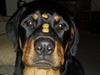 Rottweiler Marley