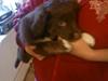 Border collie Sigga [Tidl. hund]