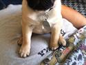 Mops Alma (Lady)