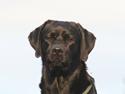 Labrador retriever Jajeem's Joey