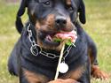 Rottweiler Nica *Himmelhund*